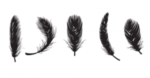 Photos of feathers - Luscious blog - feather pictures.png